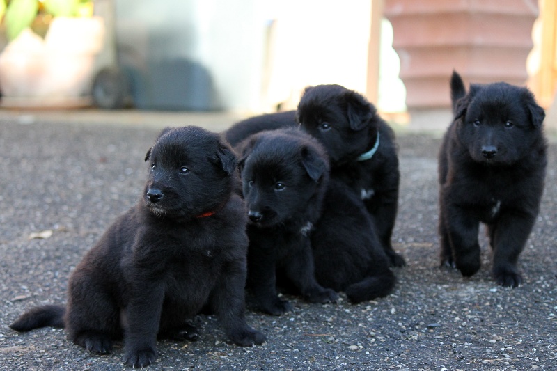 chiot Berger Belge de la Romaneraie