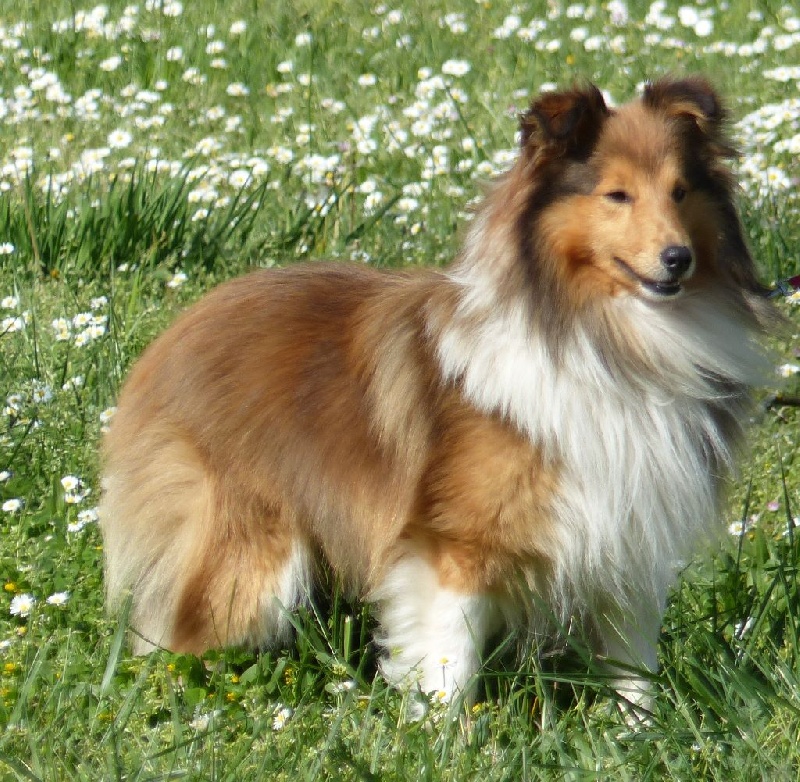 Brilyn Shadow dancer cooper