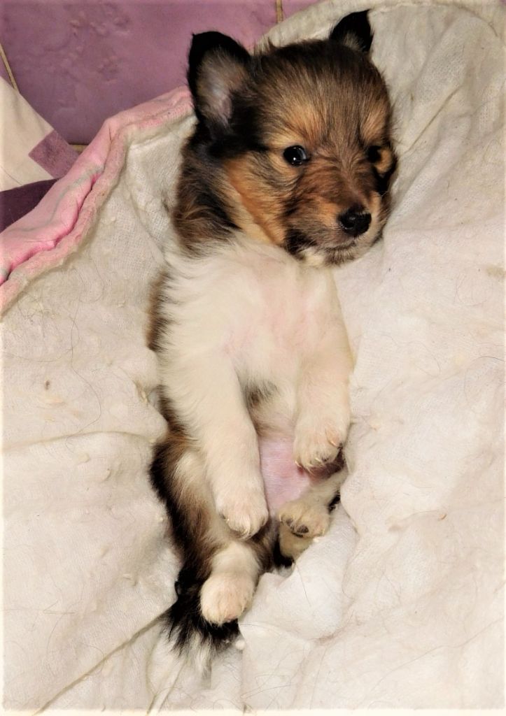 de la Romaneraie - Chiots disponibles - Shetland Sheepdog